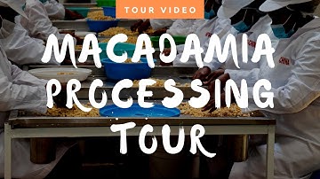 A Tour In A Macadamia Processing  Factory;  Courtesy of AFRICHINA INTERNATIONAL