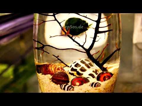 Video: Kasvi akvaariossa. Elävät ja keinotekoiset levät