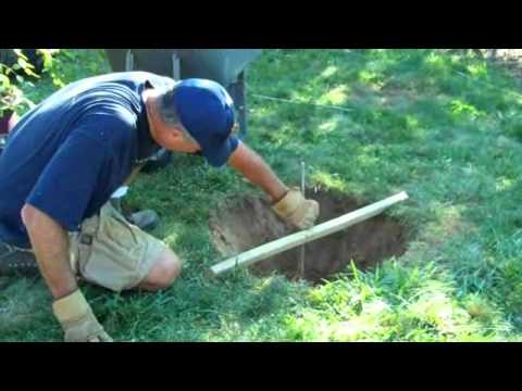 How To Plant A River Birch Tree