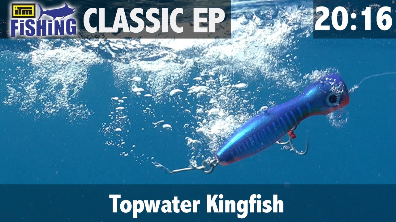 Catching Big Yellow Tail Kingfish on Topwater 