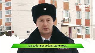 Собаки кинологи показали на что способны Новости Кирова 28 02 2019 Собаки кинологи показали на что способны Новости Кирова 28 02 2019