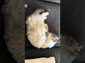 He was soo relaxed #catshorts #catsoftiktok #cats