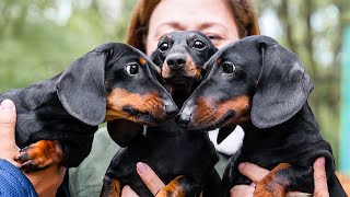 Puppy Jay met his biological parents! by Doxie Family 33,334 views 2 years ago 32 minutes