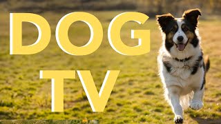 24\/7 Dog TV - All-Day Entertainment for Dogs