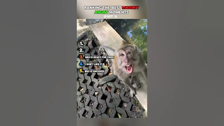 RANKING TOP 5 monkey angry moments... #monkeymoments #angrymonkey