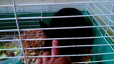 This fat rabbit is getting on my nerves!  Part 2