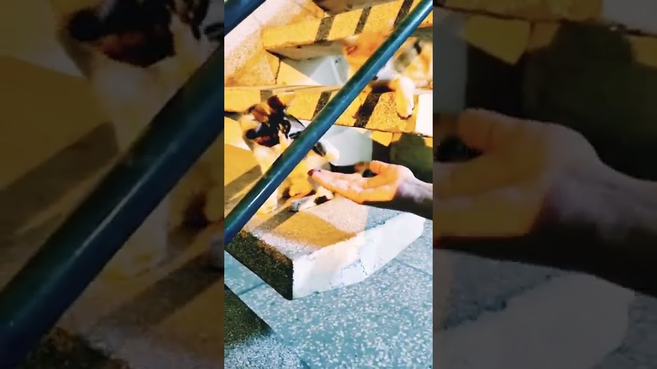 Kittens playing with hand|Kittens playing video|Playful kittens 😸|