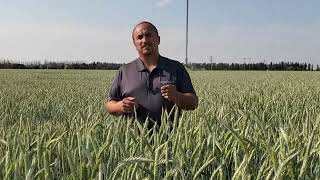 AAC Delight Spring Triticale Virtual Crop Tour