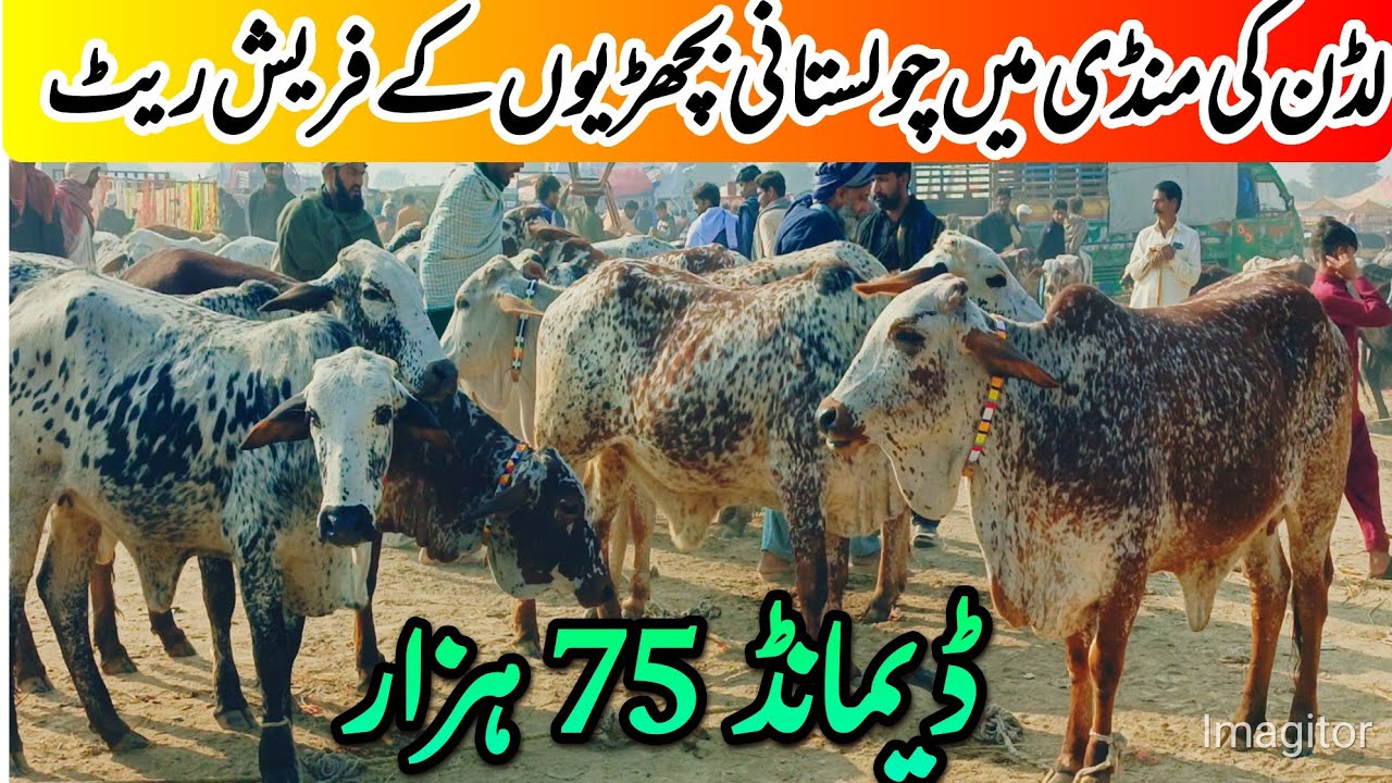 لڈن کی منڈی میں چولستانی بچھڑیوں کے فریش ریٹ ڈیمانڈ 75 ہزار سے سٹارٹ 
