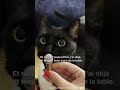 Il mérite sa place dans l'équipe ? | BLACK TORCH