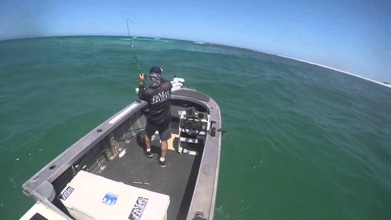 Tailor Fishing with Soft Plastics in the Jumpin Pin Bar 19112015 YouTube