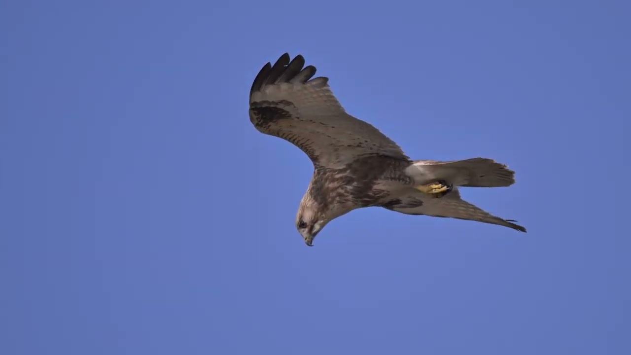 말똥가리 호버링 0521