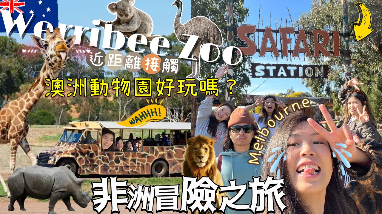 🇦🇺澳洲動物園好玩嗎？🦒墨爾本Werribee ZOO🐪Safari像去了非洲🦧🦏超值得去😻小朋友免費⁉️丁滿主題餐廳超可愛🐨樹熊肥嘟嘟+有南非香腸🇿🇦美味Fish & Chips