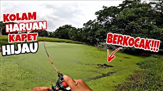 KOLAM KAPET HIJAU , UMPAN JATUH TERUS DI SAMBAR , CASTING HARUAN SABAK BERNAM