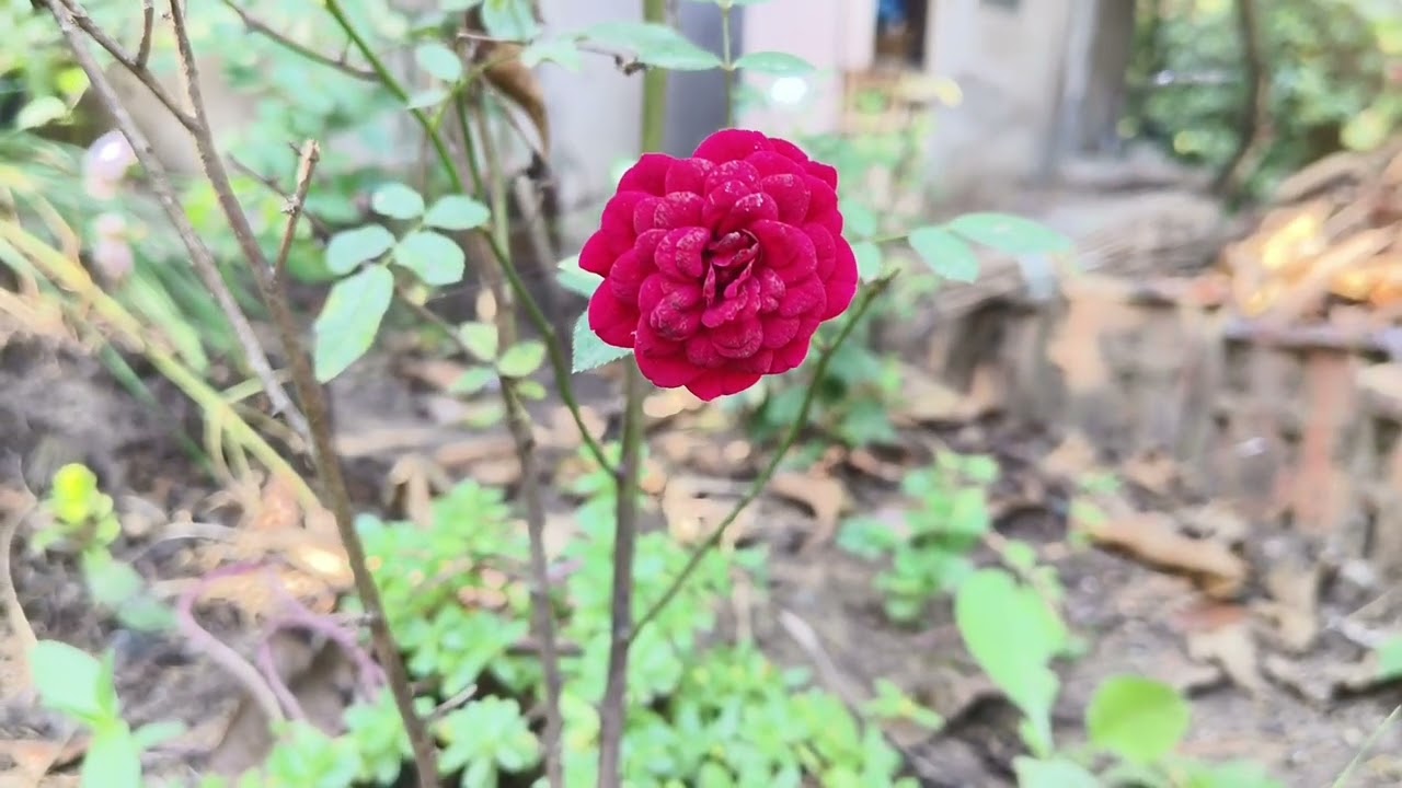 Introduction Beutiful flower 🌺🌹🌸🌹🌺🌼🎍💐