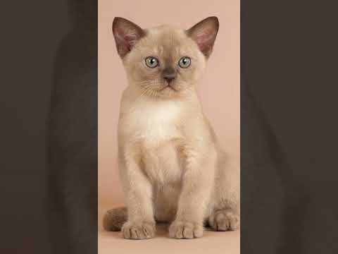 Burmese Cats 101: Amazing Cat Facts In 60 Seconds 🐱🕒