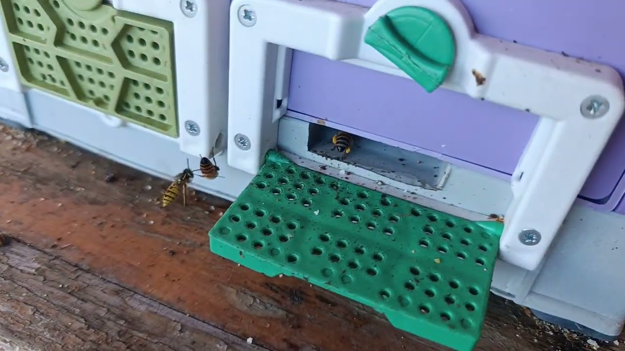 Ekim Ayı Şurup Desteği 🐝 | belfast  F1 ve karniyolf1  🍯 #arıcılık #beekeeper #beekeeping #bee