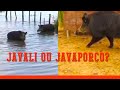 É Javali ou Javaporco?