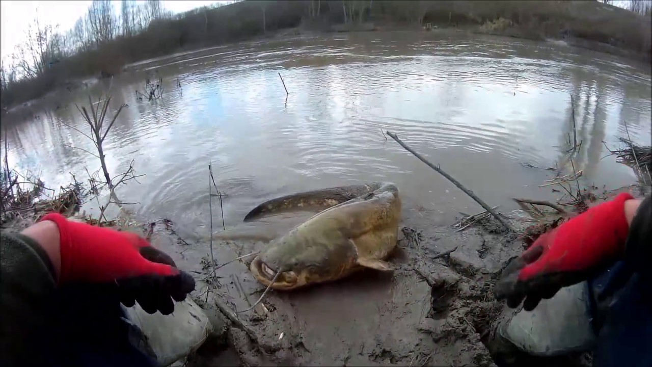 FANGO & SILURI ( senza fango godi solo a metà)