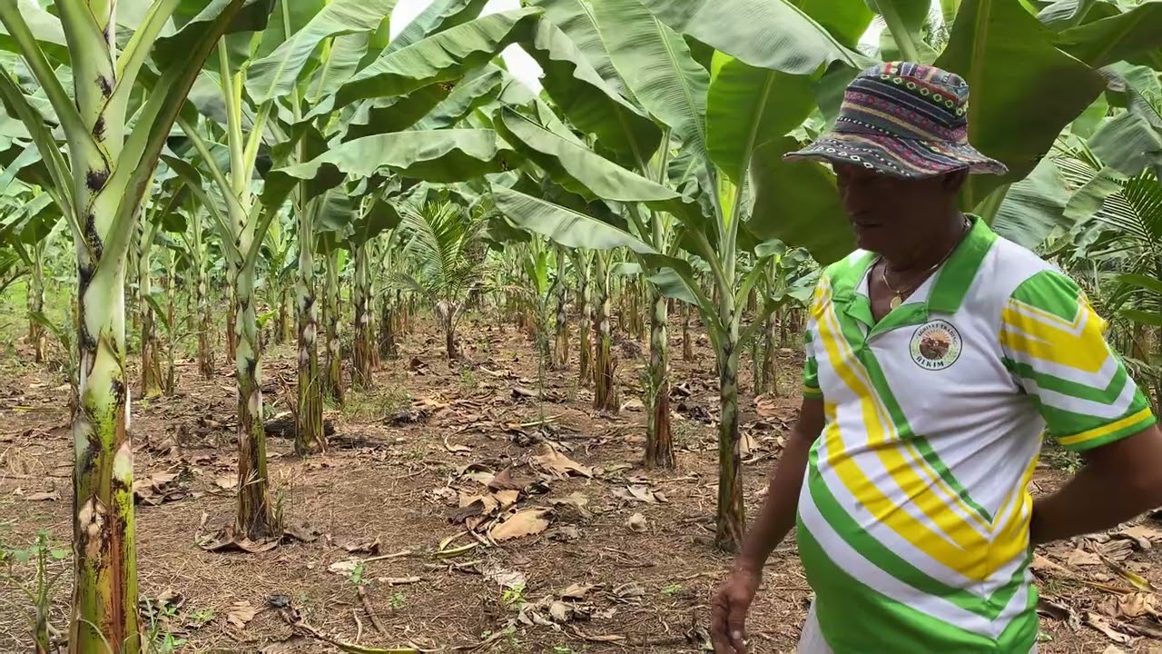 Ilang buwan ba dapat ang Saging Lakatan na pwede na padalhan ng 1st Follower