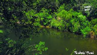 🙌🌳Video sonidos del bosque agua y pájaros/ rio relajante naturaleza