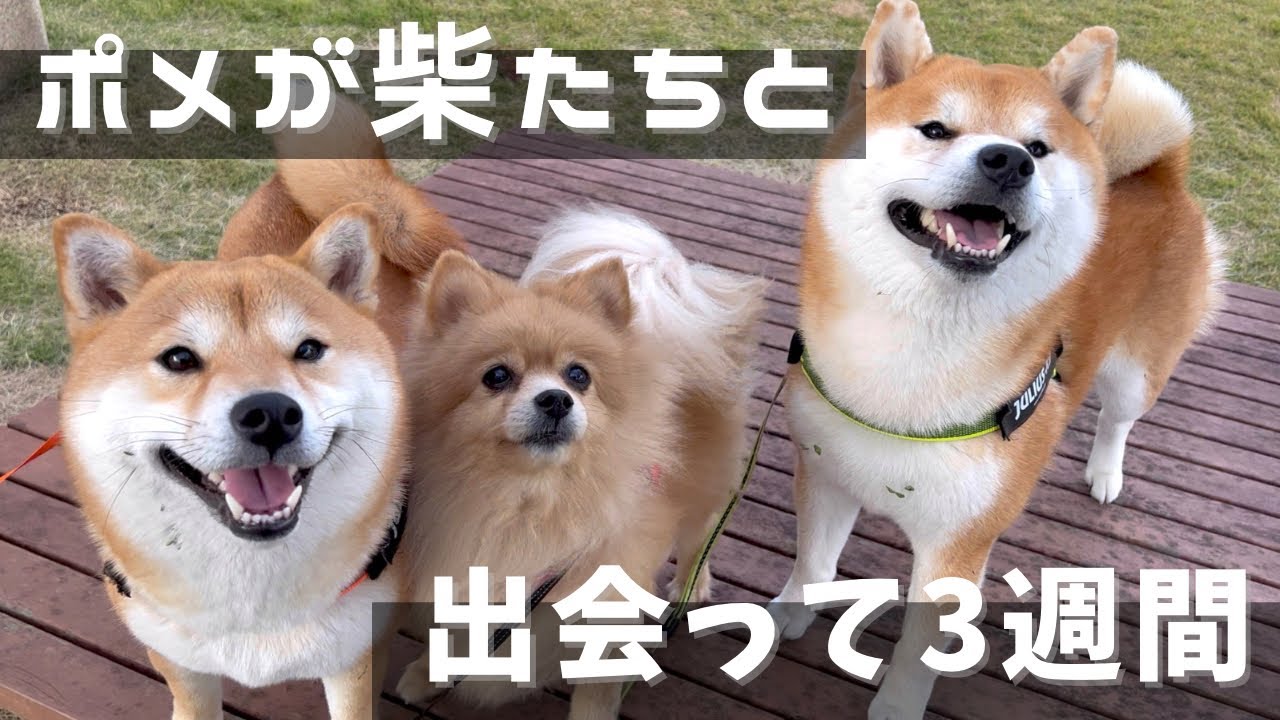 ポメラニアンと柴犬達、3週間過ごすと絆ができ似てくるらしい - YouTube