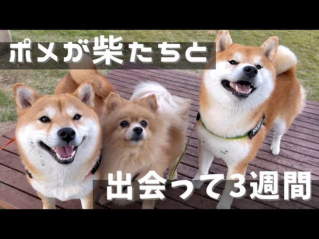 ☆受付☆ポメと柴犬 ポメラニアンと柴犬達、3週間過ごすと絆ができ似てくるらしい - YouTube