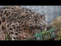Watch Georgina the Snow Leopard Explore New Scents!