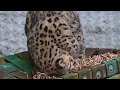 Watch Georgina the Snow Leopard Explore New Scents!