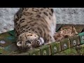 Watch Georgina the Snow Leopard Explore New Scents!