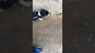 Luke passei matinal #puppy #cachorro #pets #petsfofinhos #dog #adestramento #dogtraining #dogwalker