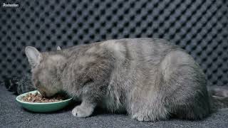 Cat Sebastian Eating ASMR by ASMR CATS EATING 56 views 1 month ago 11 minutes, 26 seconds