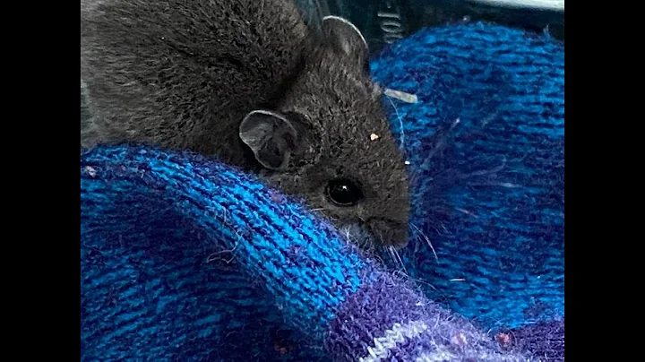 Humane Mousetrap Video by Jane Gamble