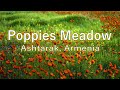 Poppies Meadow, a Beautiful Space with song thrush, Bees and Swallows Wings Sounds for Relaxing.