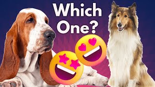 BloodHound VS Collie - Which is Better FOR YOU ? by Dog Fanatic ! 14 views 1 year ago 9 minutes, 36 seconds