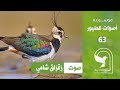 صوت زقزاق شامي قطقاط شمالي Northern Lapwing Sound 