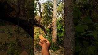 Cute Langur Jumped From Tree For Biscuit 🐒🍪 | Amazing Monkey Moment