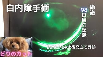 犬の白内障手術 Youtube