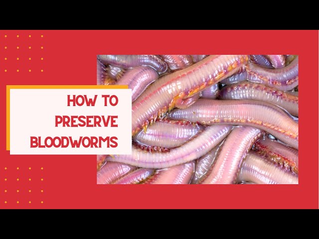 How to Preserve Bloodworms 