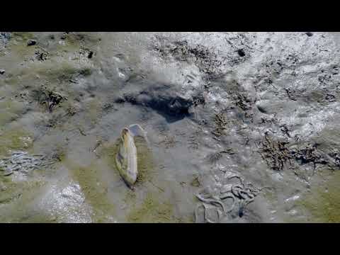 Nationalpark Wattenmeer Nordsee