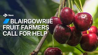 Blairgowrie fruit farmers call for help screenshot 2