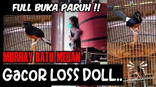 Murray Batu Medan Gacor bgt || Full Buka Paruh || Istri rela Gendong Demi Murray Gacor