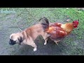 Try Not To Laugh Compilation #7 - Best Funny dogs videos - FUNNIEST ANIMAL VIDEOS 2018 🐶🐶🐶🐶