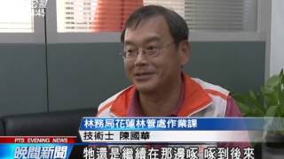 20140310公視晚間新聞－東方蜂鷹攻擊蜂窩 虎頭蜂群起捍衛
