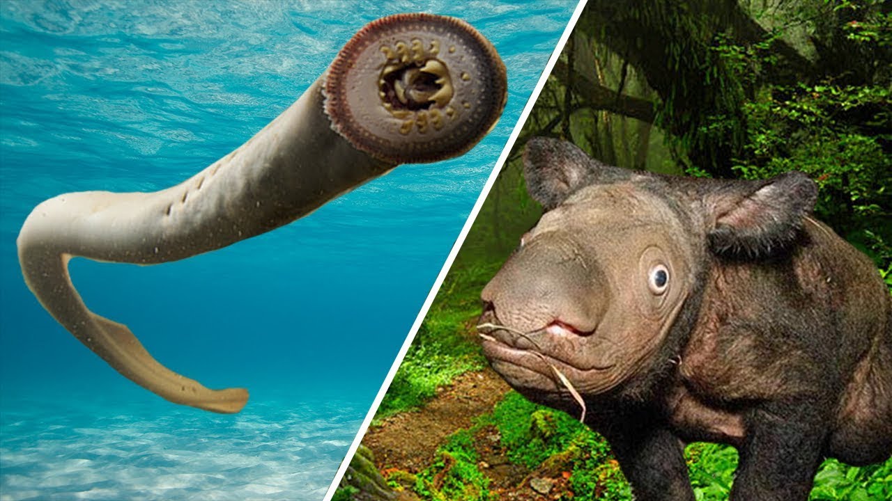 5 Maailman oudointa eläintä! - YouTube