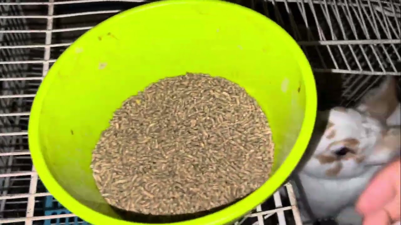 كمية العلف المناسبة لكل أرنب