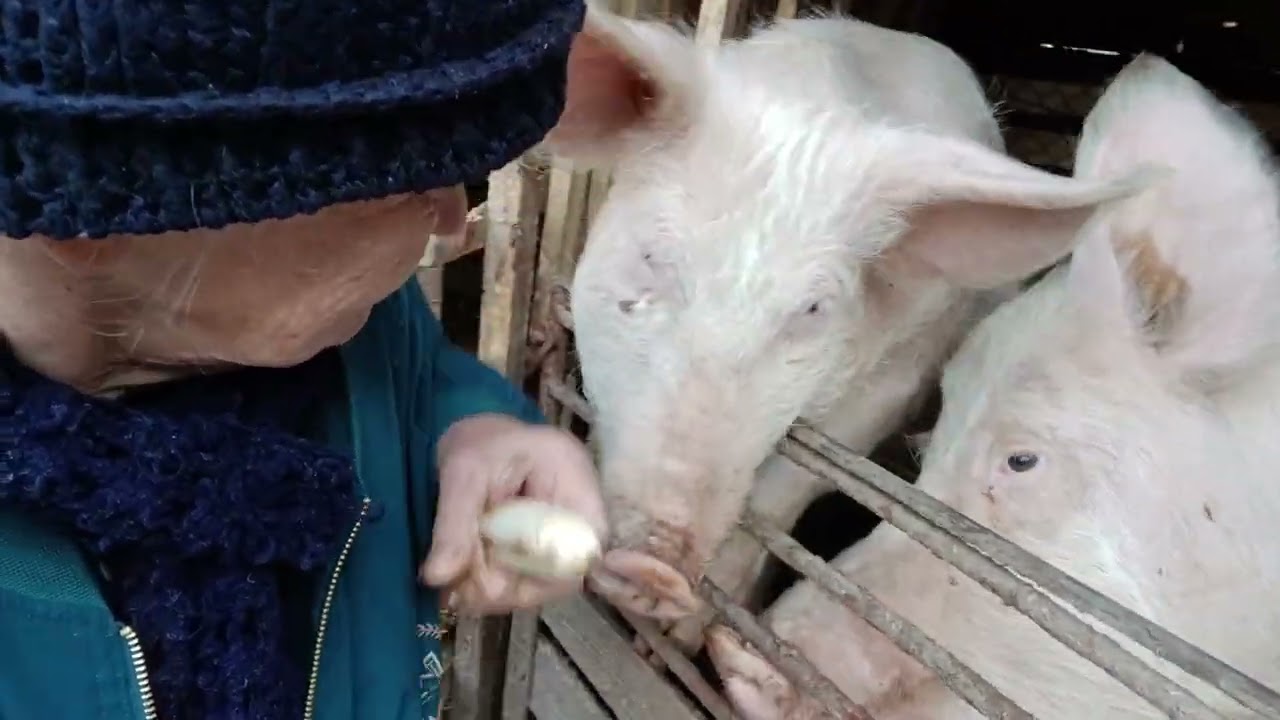 A legjobb gyümölcsöt kapni A kedvencek
