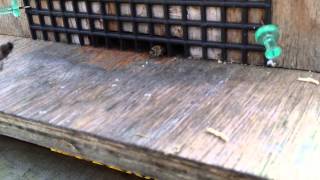 Honeybee2012121603