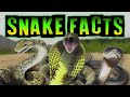 Snake Facts!