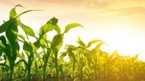 Talc USA Encompass Seed Treatment